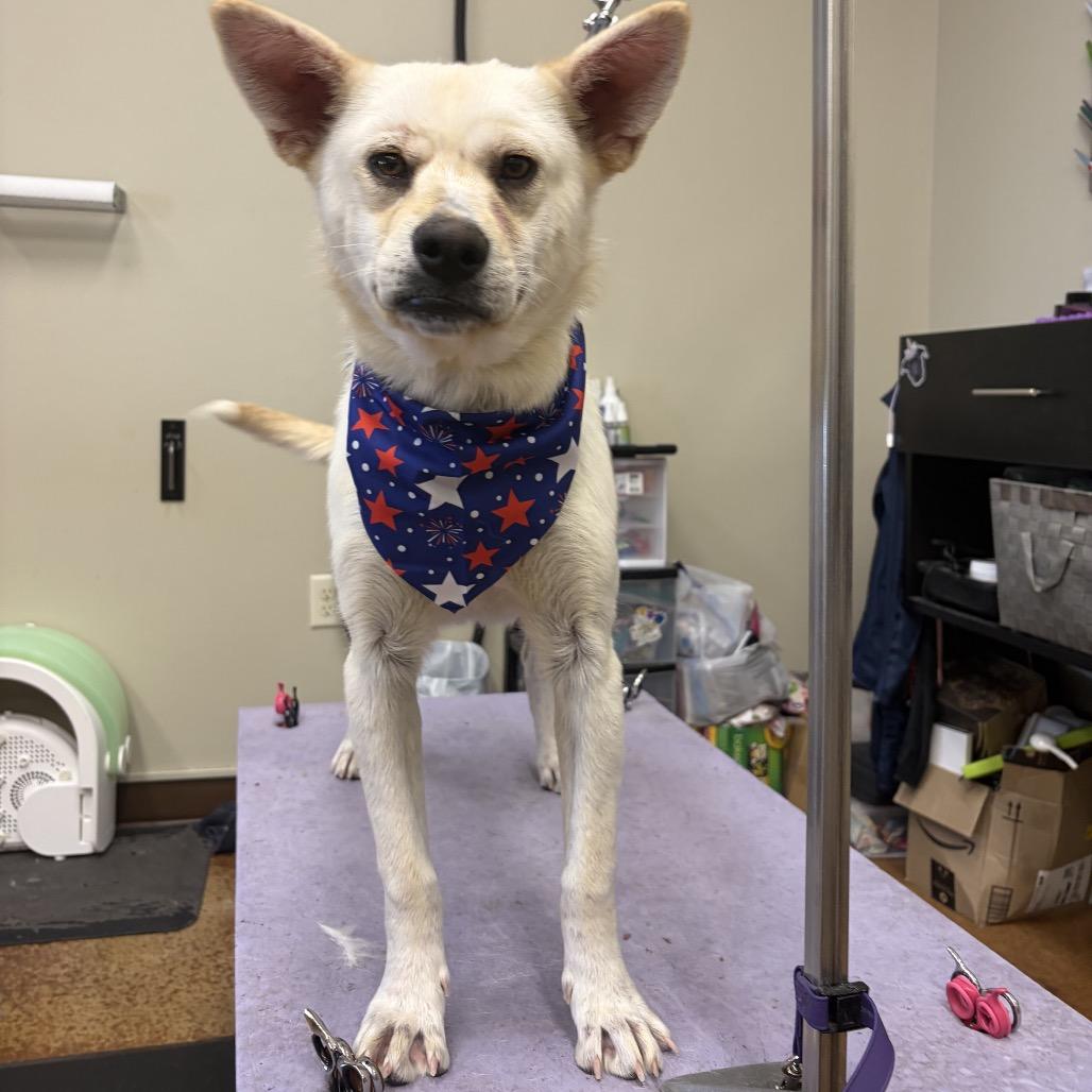 Enlarge Jamie, a Adoptable Mixed Breed in St. Peter, MN image 5/6
