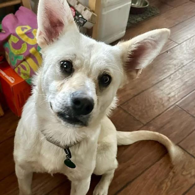 Jamie, Adoptable, Adult Female Mixed Breed.