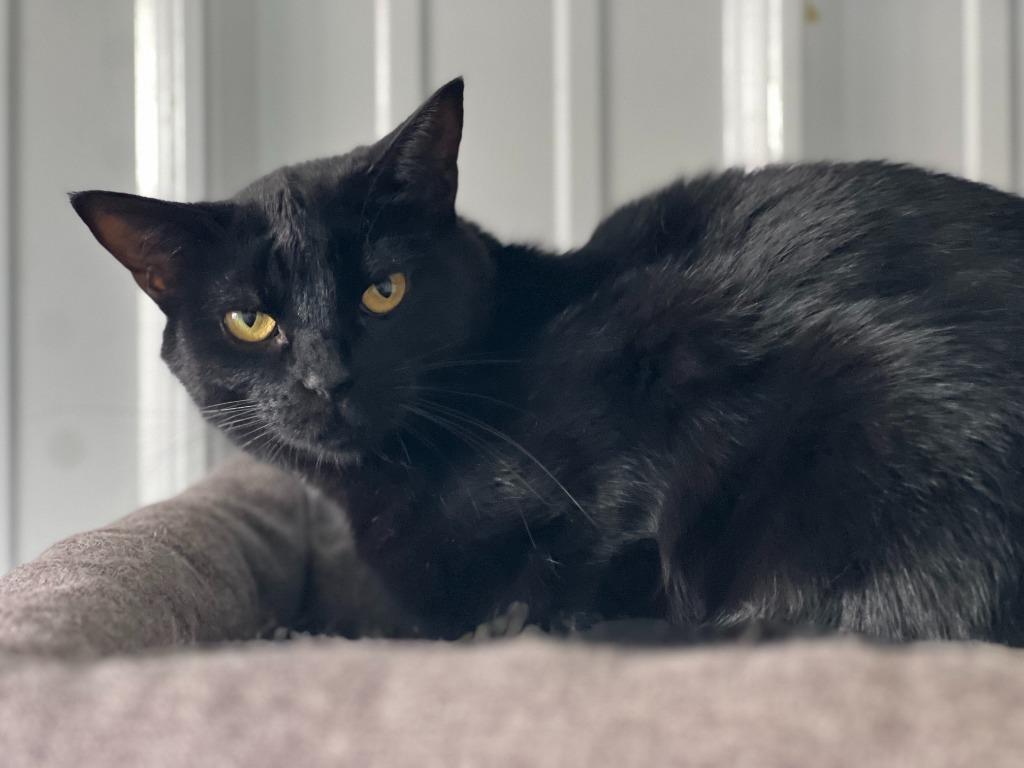 Lucy, Adoptable, Adult Female Domestic Short Hair.