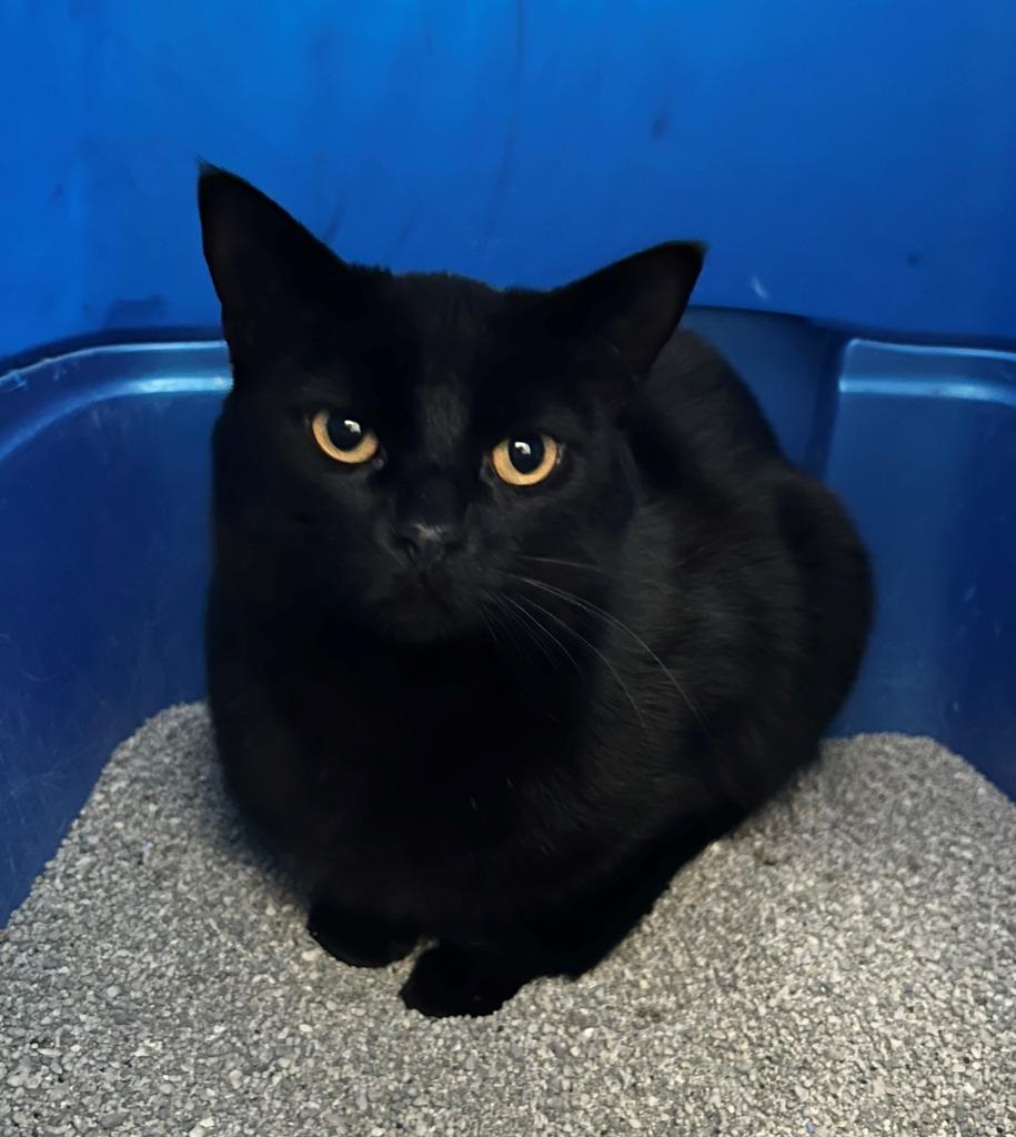 Lucy, a Adoptable mixed breed in Hartford City, IN image 2/6