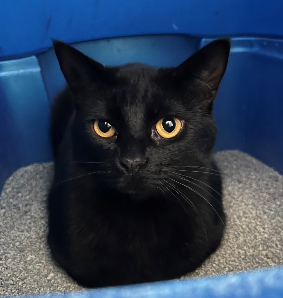 Lucy, a Adoptable mixed breed in Hartford City, IN image 3/6