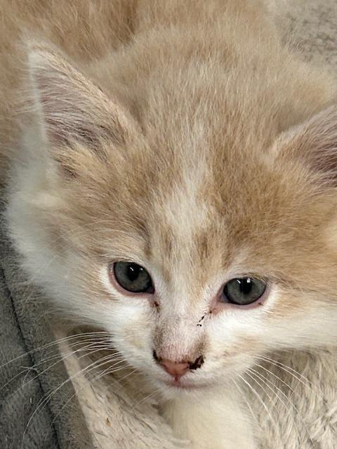 Trout, Adopted, Young Male Domestic Medium Hair.