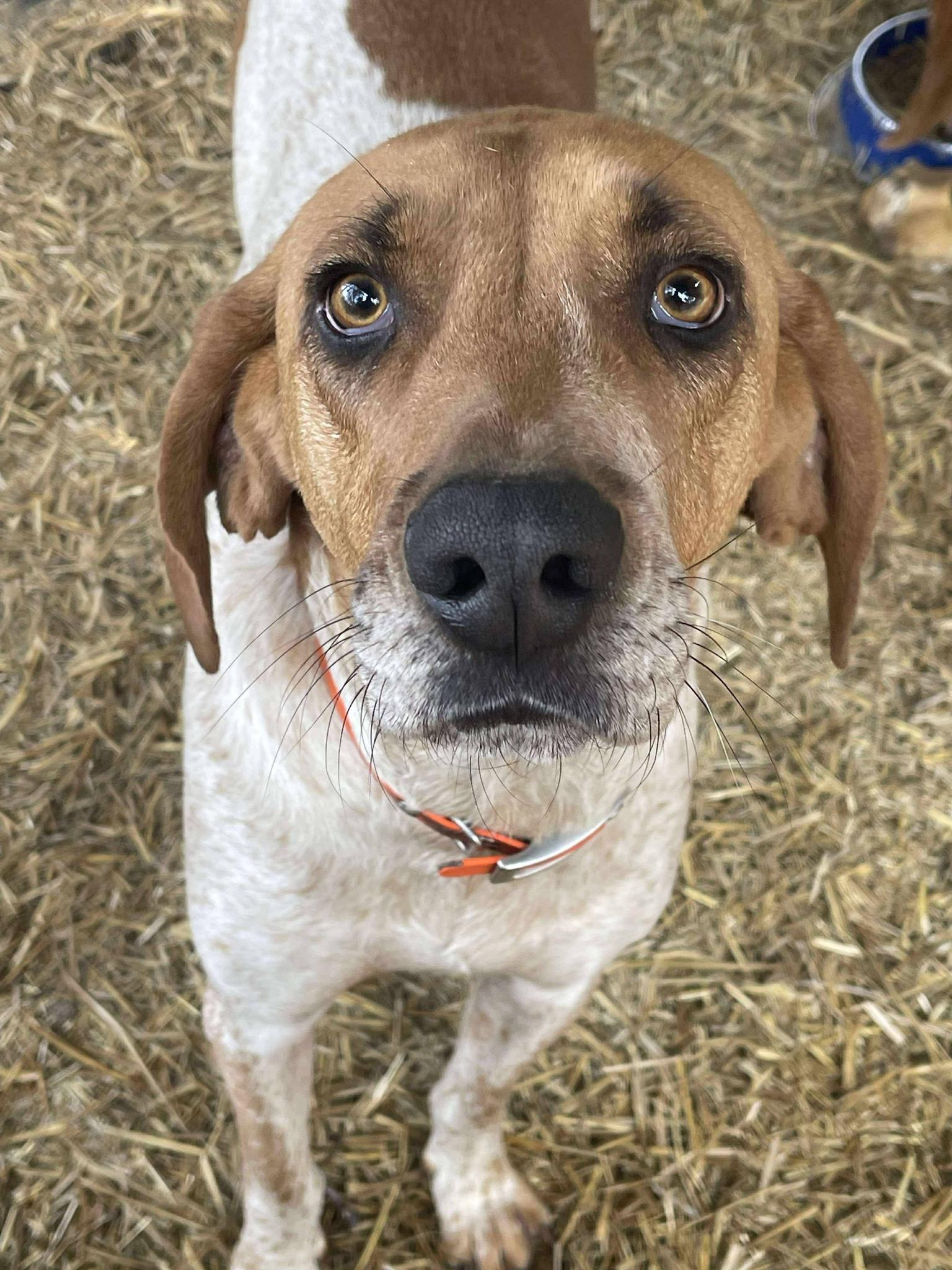 T-Bone, Adoptable, Adult Male Coonhound.
