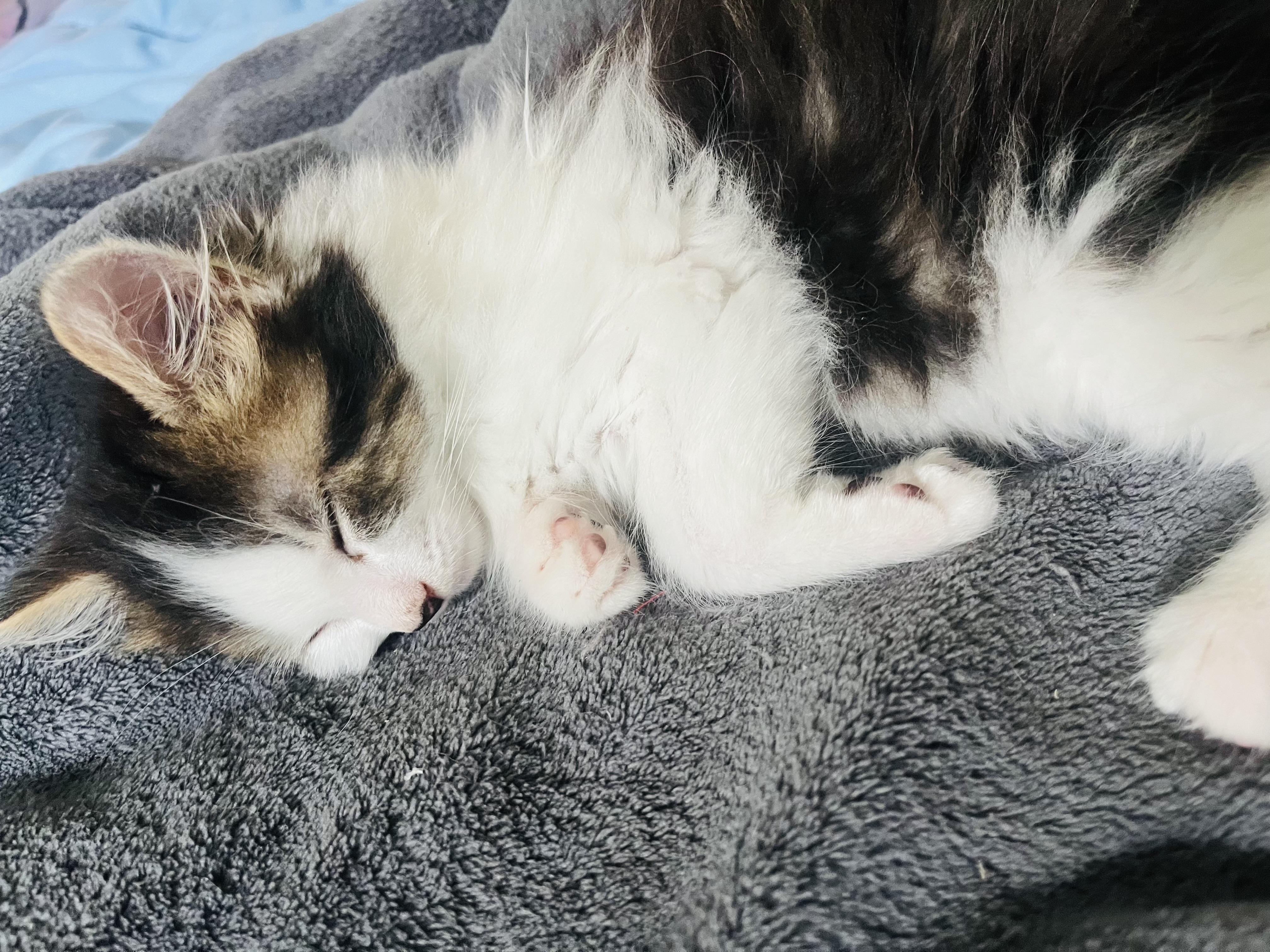 Lola, an adopted Domestic Medium Hair in Cornwall, ON image 4/5