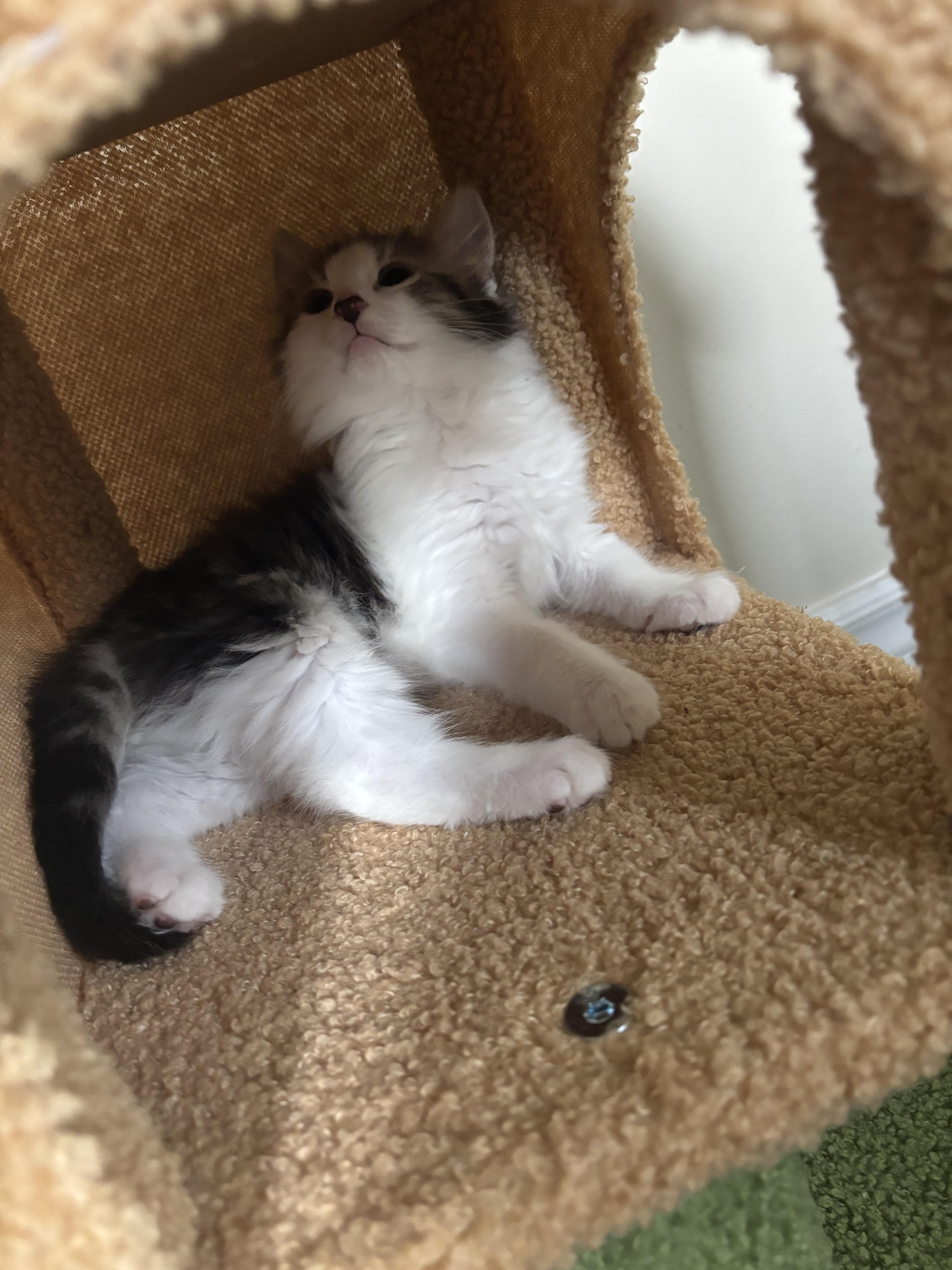 Lola, an adopted Domestic Medium Hair in Cornwall, ON image 3/5