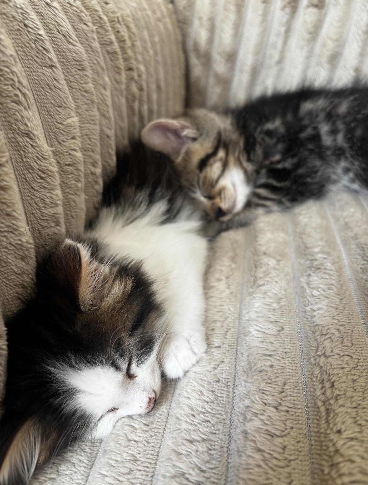 Lola, an adopted Domestic Medium Hair in Cornwall, ON image 2/5