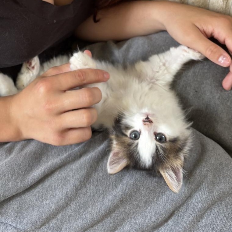 Lola, adopted, Kitten Female Domestic Medium Hair.