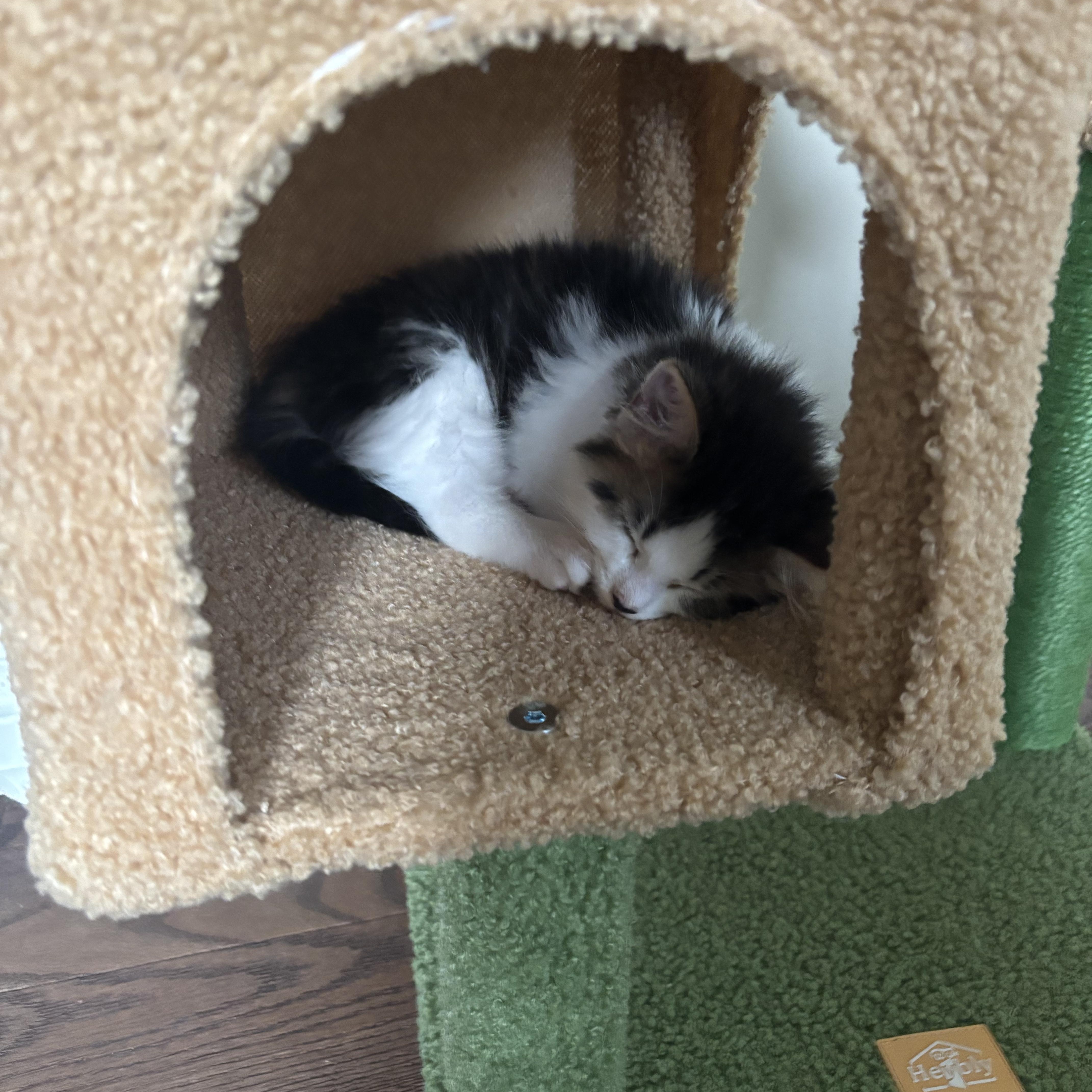 Lola, an adopted Domestic Medium Hair in Cornwall, ON image 5/5