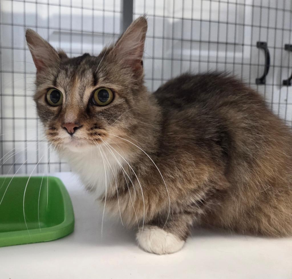 Truffles, Adoptable, Young Female Domestic Medium Hair.
