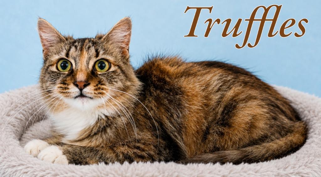 Enlarge Truffles, a Adoptable mixed breed in Gold Beach, OR image 2/2