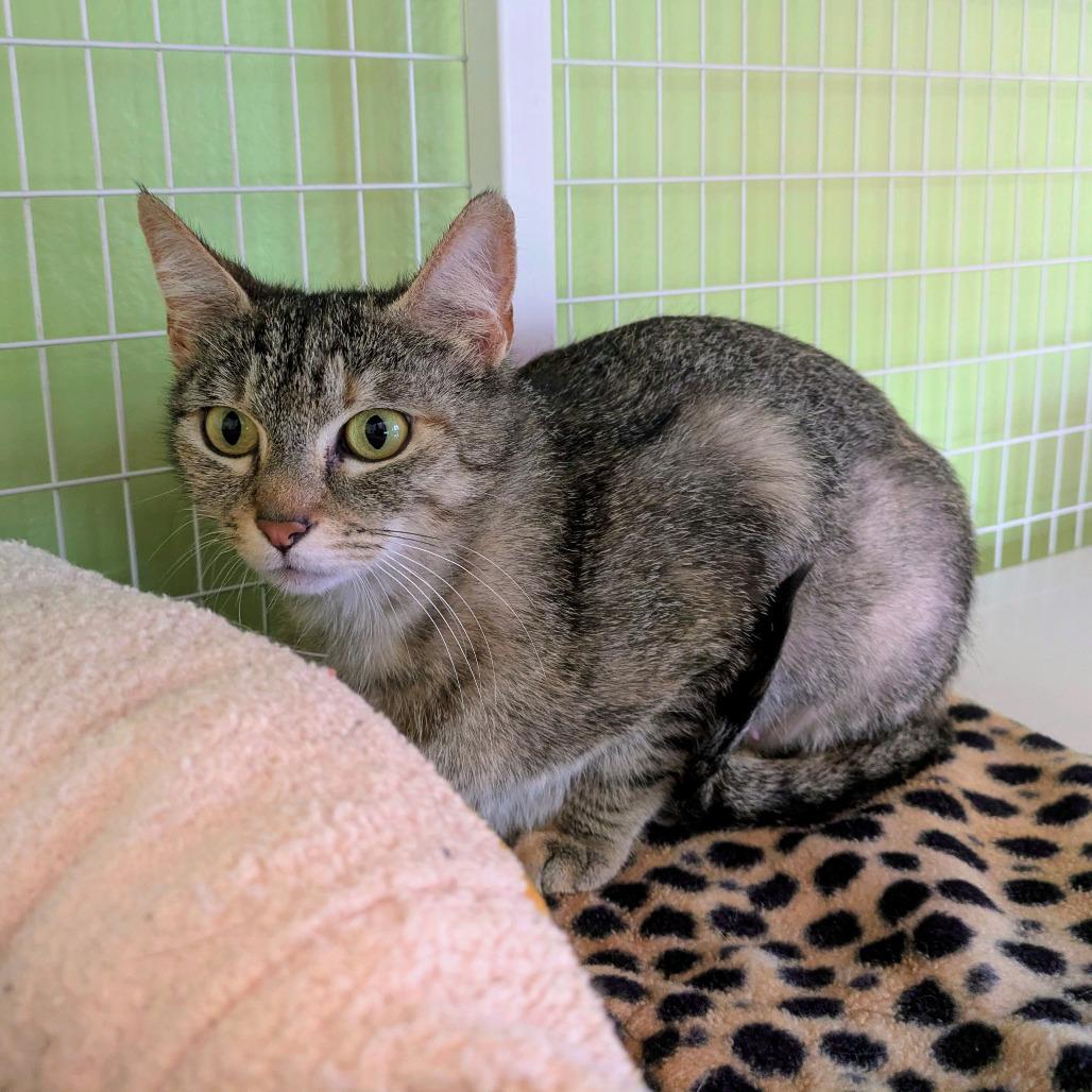 Kiera, a Adoptable Domestic Short Hair in Portland, OR image 1/2