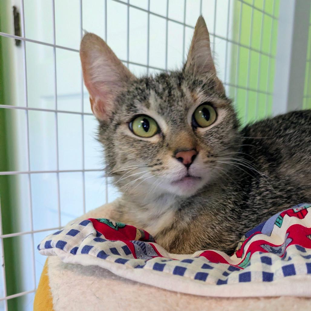 Kiera, a Adoptable Domestic Short Hair in Portland, OR image 2/2