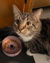 Enlarge Raja, a Adoptable Tiger in Monticello, IL image 2/4