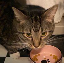 Enlarge Raja, a Adoptable Tiger in Monticello, IL image 3/4