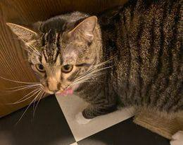 Enlarge Raja, a Adoptable Tiger in Monticello, IL image 4/4