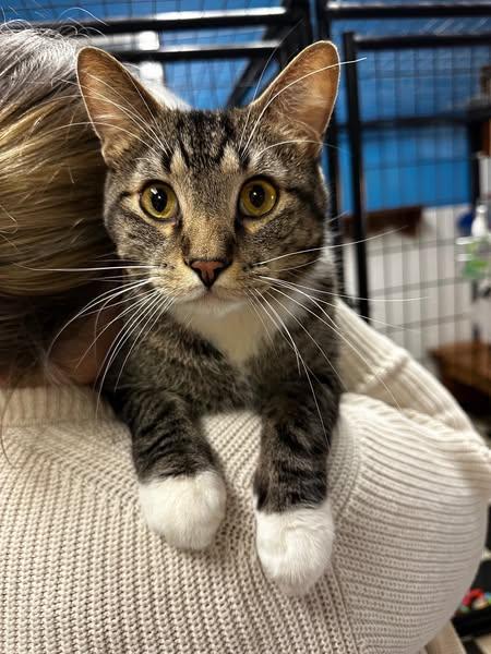 Raja, Adoptable, Adult Male Tiger.