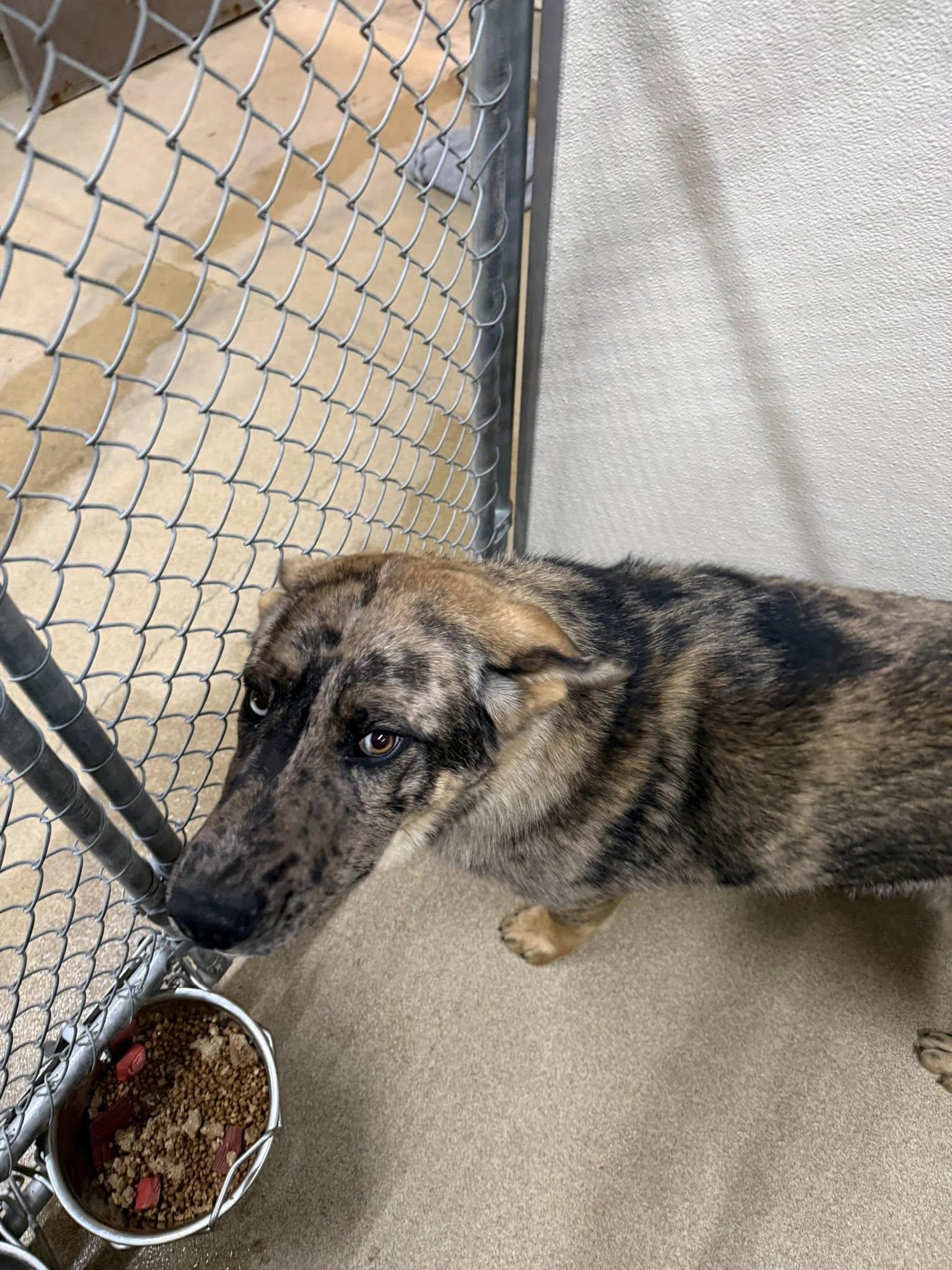 Enlarge Draco, a ADOPTABLE mixed breed in Rawlins, WY image 4/5