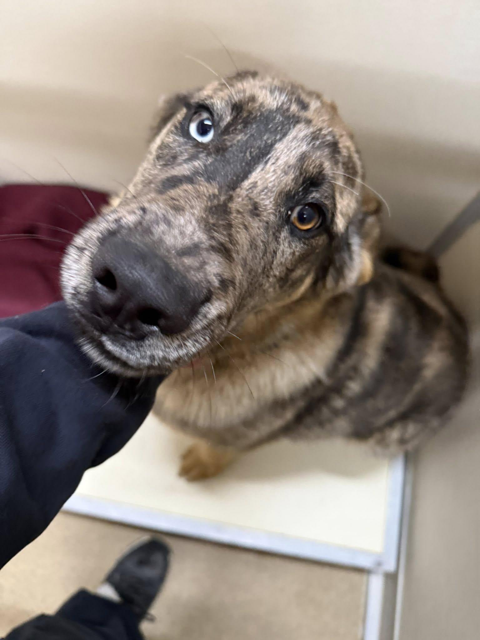 Enlarge Draco, a ADOPTABLE mixed breed in Rawlins, WY image 3/5