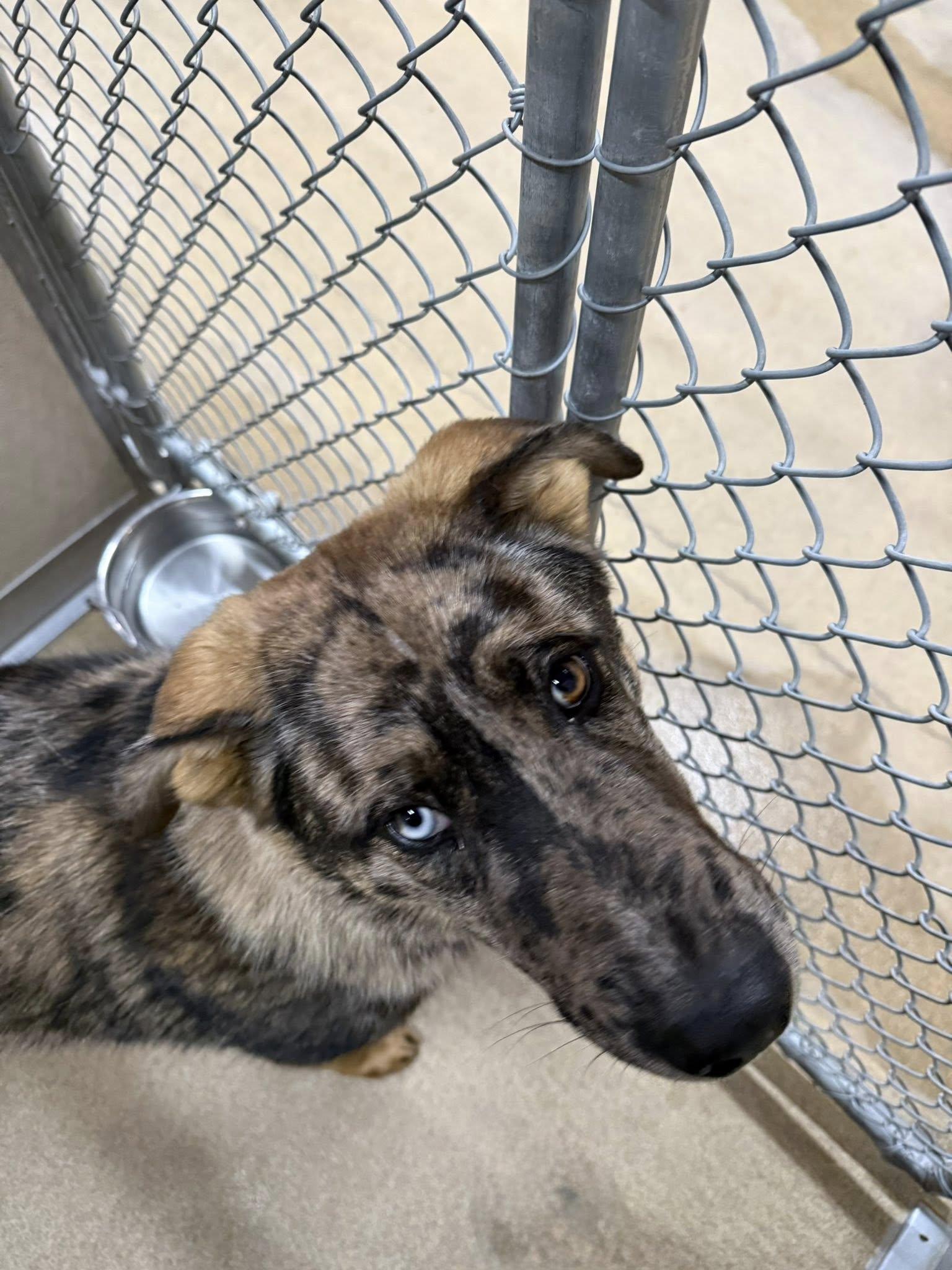 Enlarge Draco, a ADOPTABLE mixed breed in Rawlins, WY image 1/5