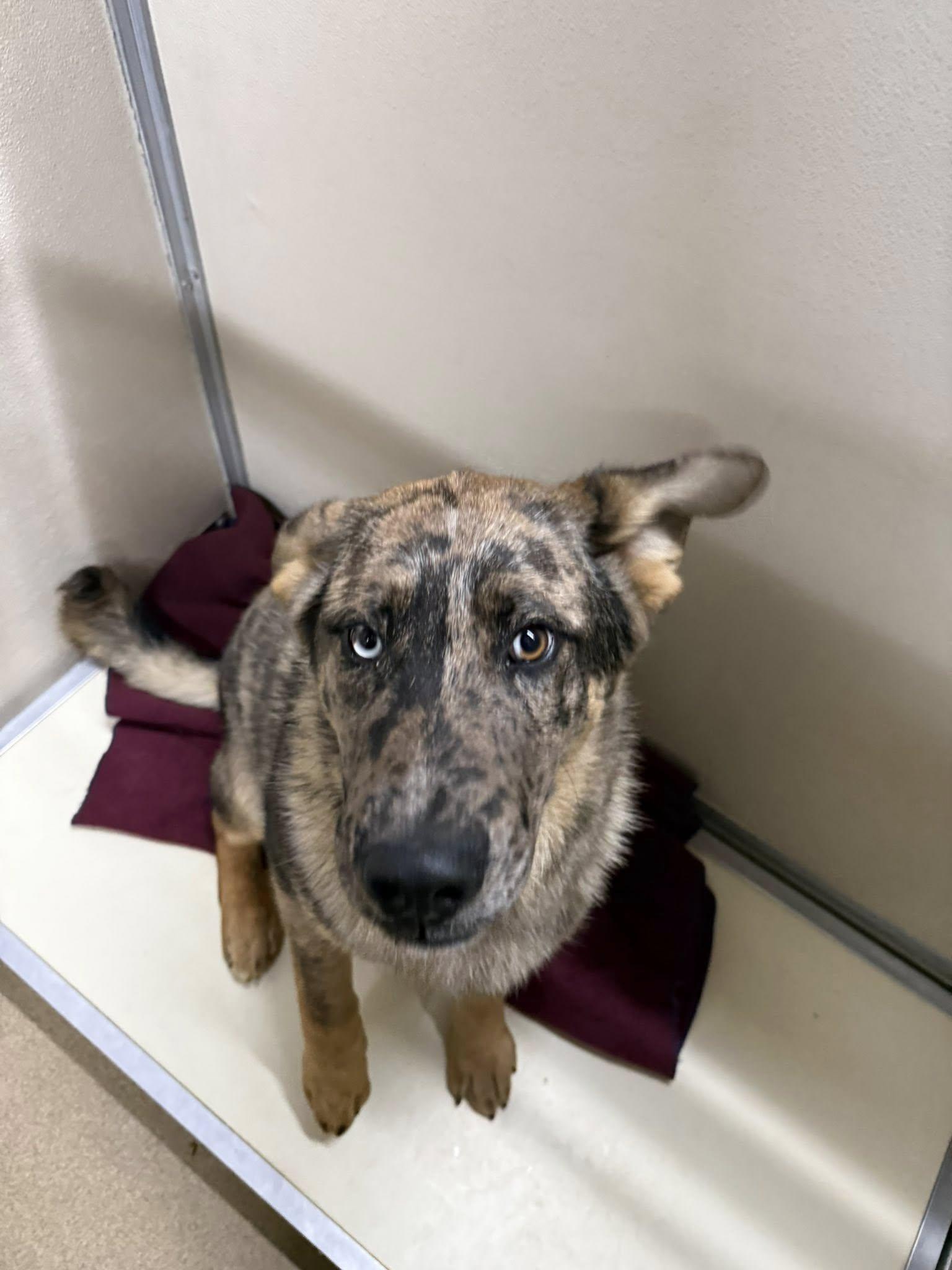 Enlarge Draco, a ADOPTABLE mixed breed in Rawlins, WY image 2/5