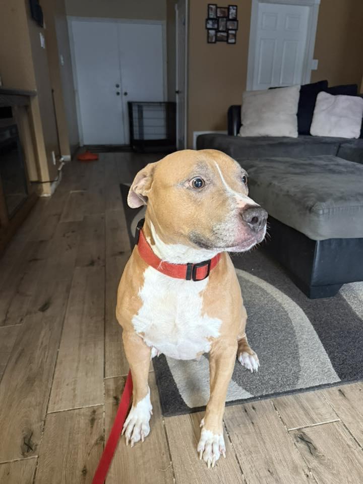 Enlarge Mikey , a Adoptable mixed breed in Rocklin , CA image 1/5