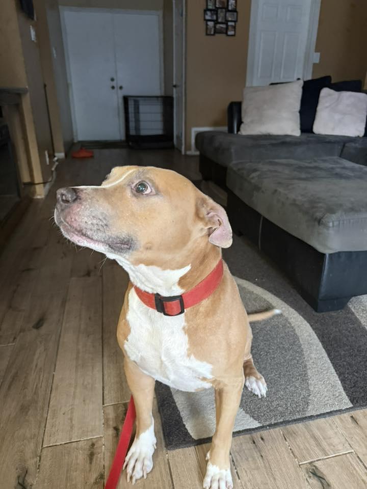 Enlarge Mikey , a Adoptable mixed breed in Rocklin , CA image 3/5