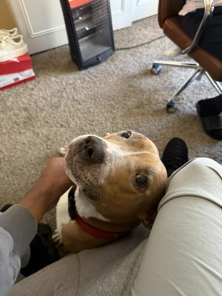 Enlarge Mikey , a Adoptable mixed breed in Rocklin , CA image 4/5