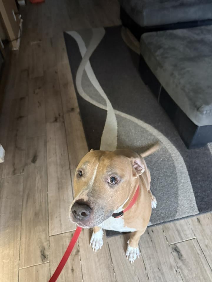 Enlarge Mikey , a Adoptable mixed breed in Rocklin , CA image 2/5