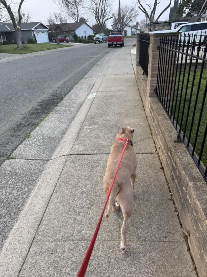 Enlarge Mikey , a Adoptable mixed breed in Rocklin , CA image 5/5