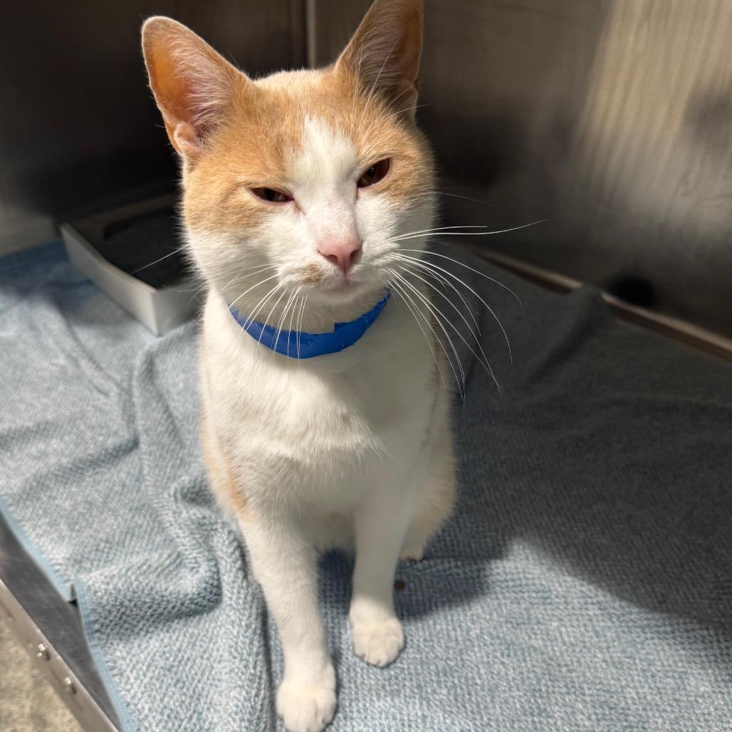 Enlarge James, a Adoptable Domestic Short Hair image 1/2