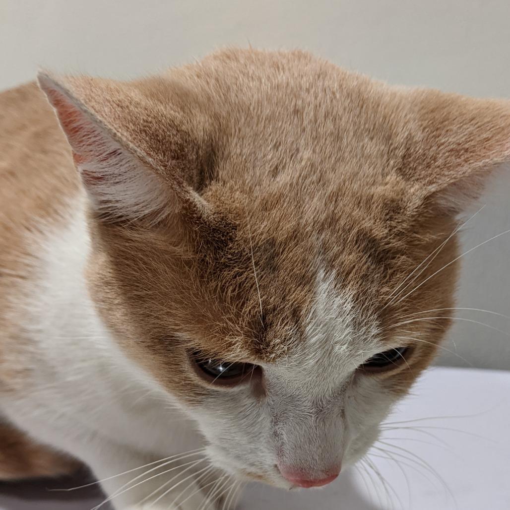 Enlarge James, a Adoptable Domestic Short Hair image 2/2