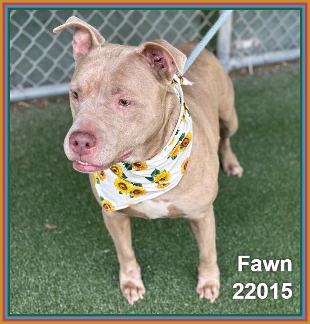 Enlarge FAWN, a ADOPTABLE mixed breed in Marietta, GA image 4/6
