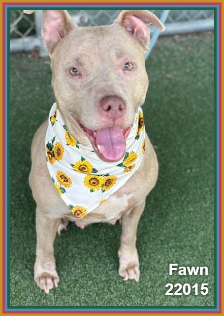 Enlarge FAWN, a ADOPTABLE mixed breed in Marietta, GA image 3/6