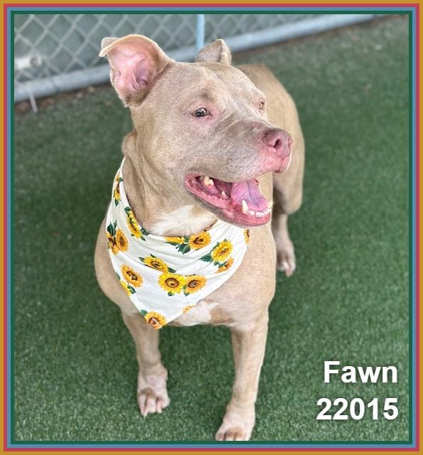 Enlarge FAWN, a ADOPTABLE mixed breed in Marietta, GA image 5/6