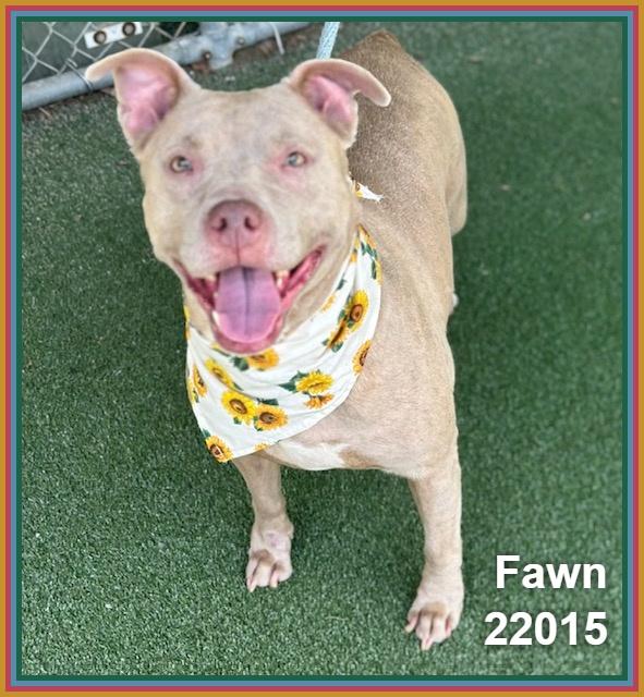 Enlarge FAWN, a ADOPTABLE mixed breed in Marietta, GA image 2/6