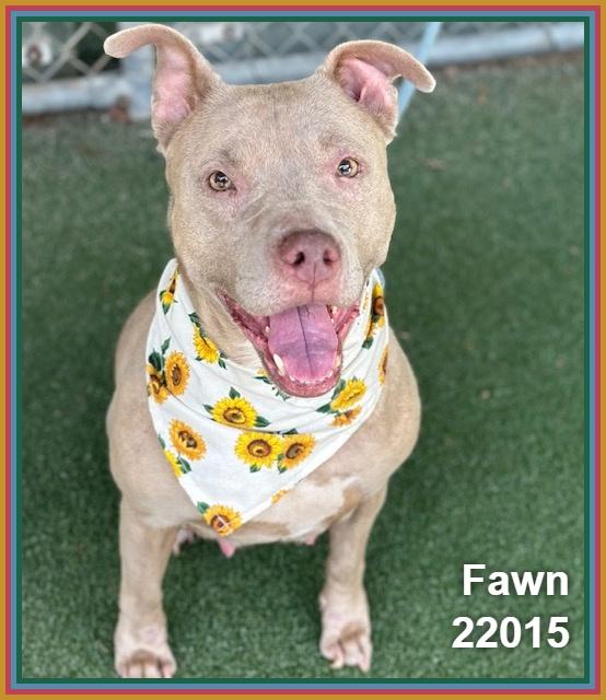 FAWN, ADOPTABLE, Adult Female Pit Bull Terrier & American Staffordshire Terrier.