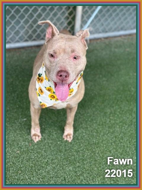 Enlarge FAWN, a ADOPTABLE mixed breed in Marietta, GA image 6/6