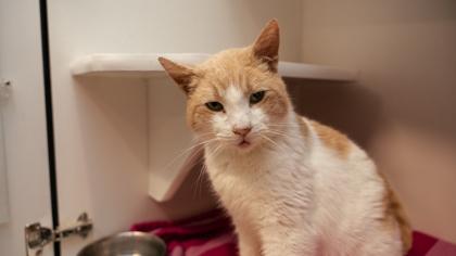 string bean — thumbnail 2