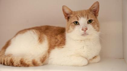 string bean — thumbnail 3