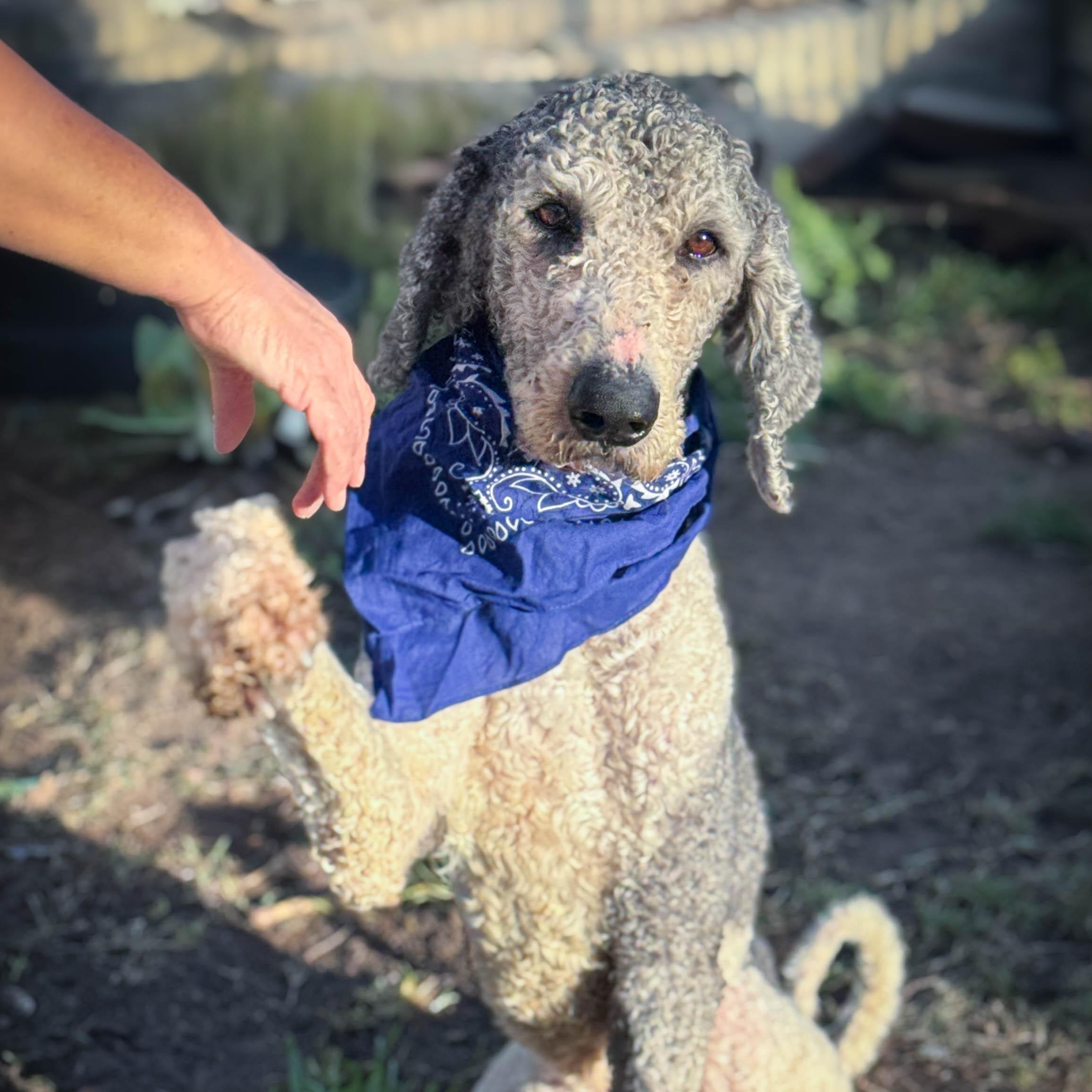 Roger, a ADOPTABLE Goldendoodle in Torrance, CA image 3/4