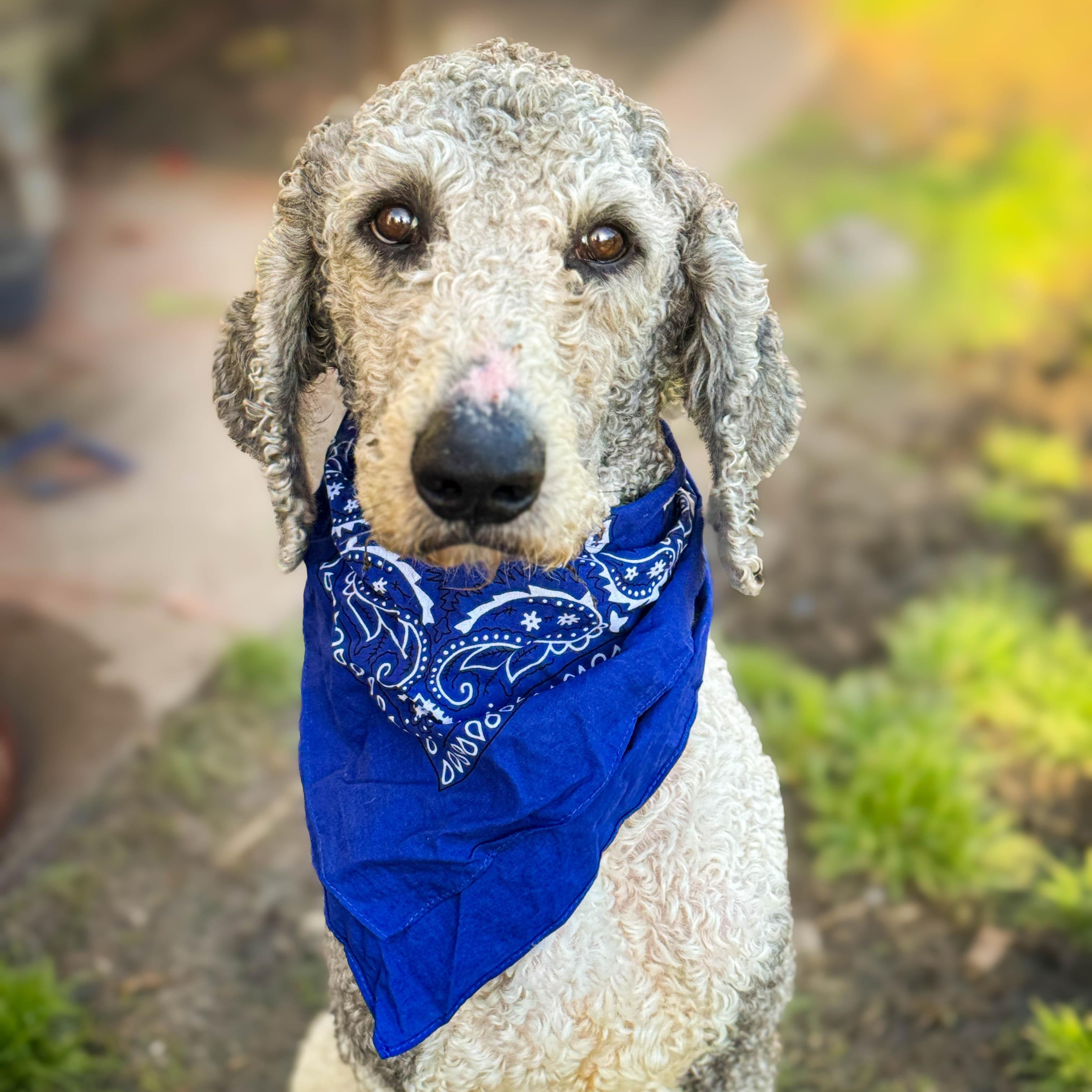 Roger, a ADOPTABLE Goldendoodle in Torrance, CA image 2/4