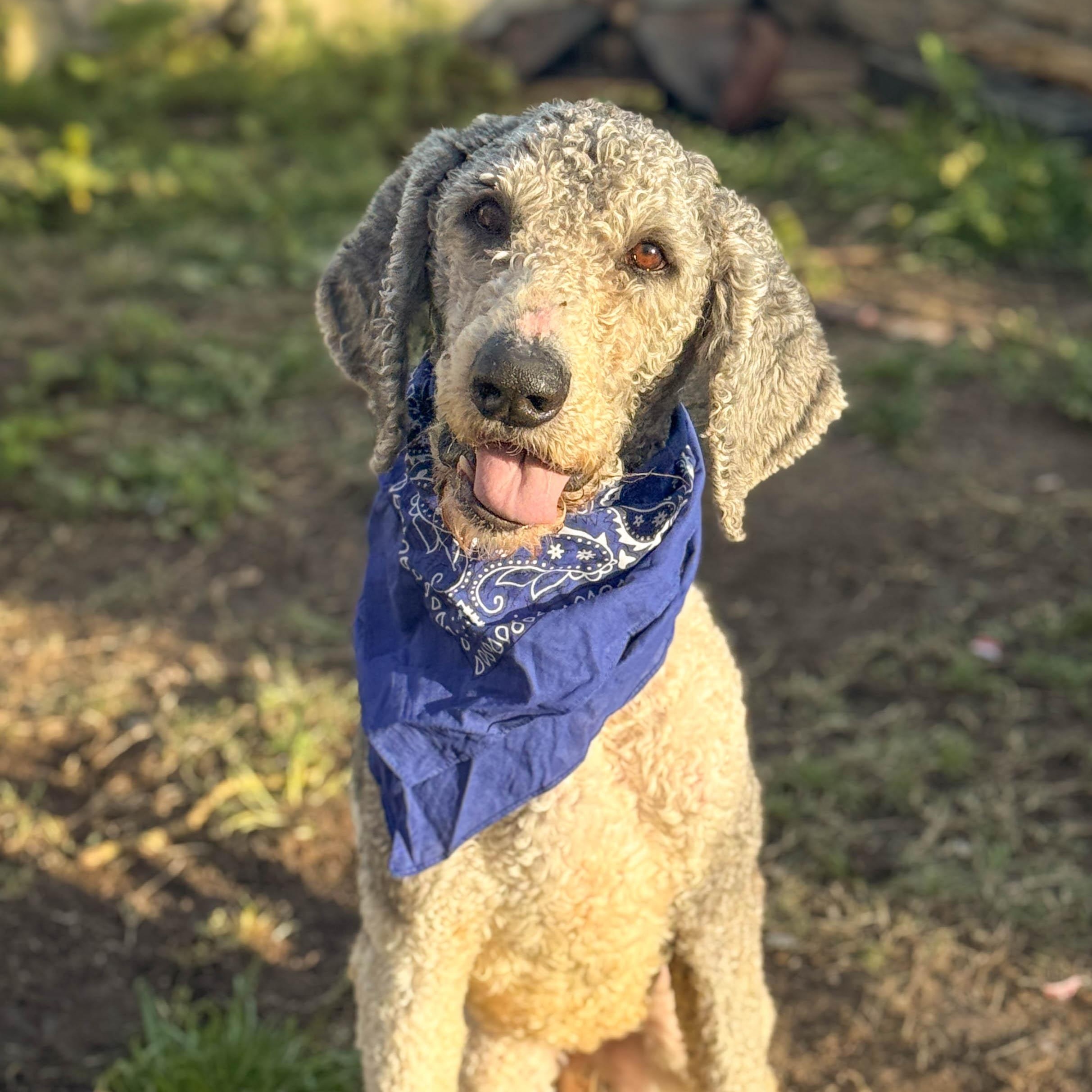 Roger, a ADOPTABLE Goldendoodle in Torrance, CA image 1/4