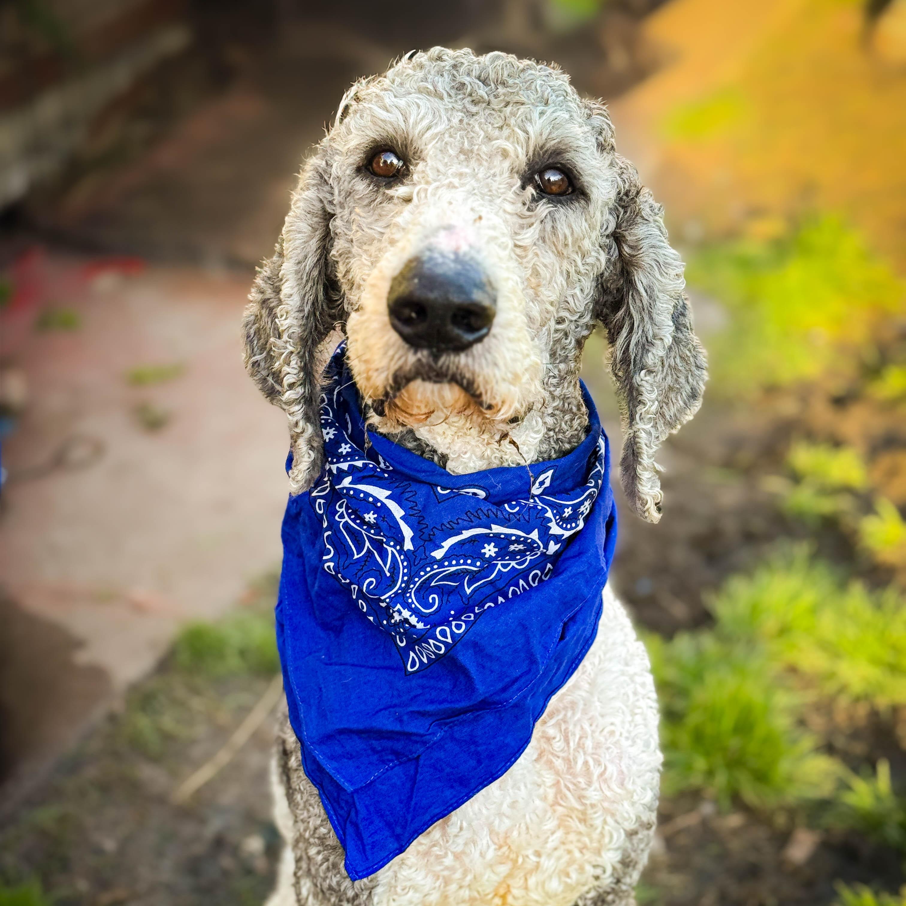 Roger, a ADOPTABLE Goldendoodle in Torrance, CA image 4/4