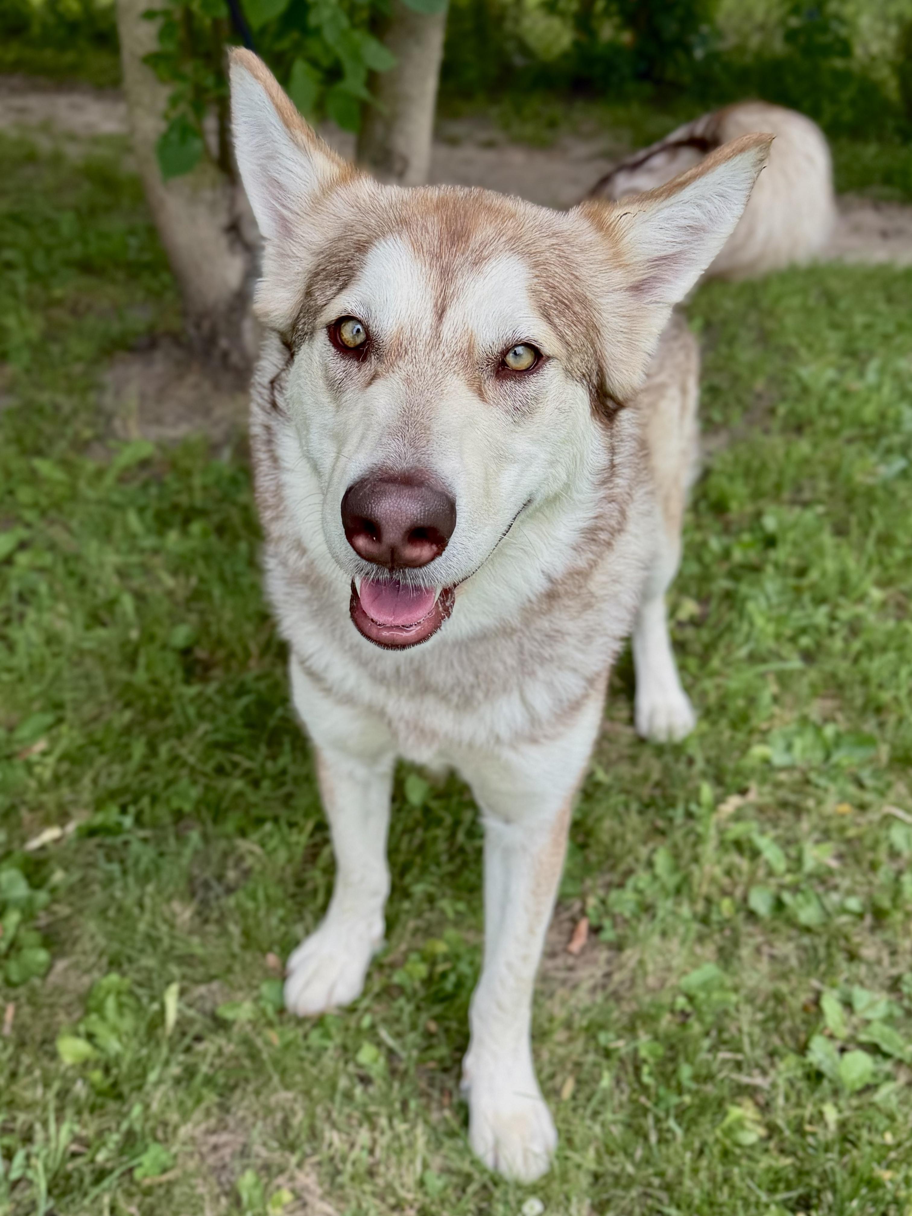 Enlarge Anastasia, a ADOPTABLE mixed breed in Midland, MI image 2/3