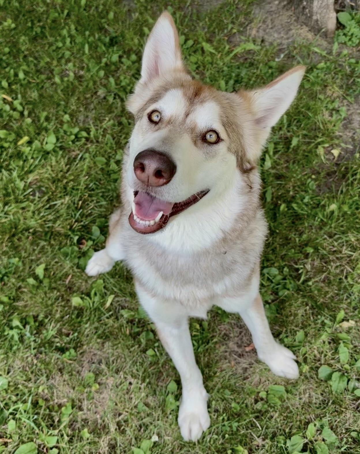 Enlarge Anastasia, a ADOPTABLE mixed breed in Midland, MI image 1/3