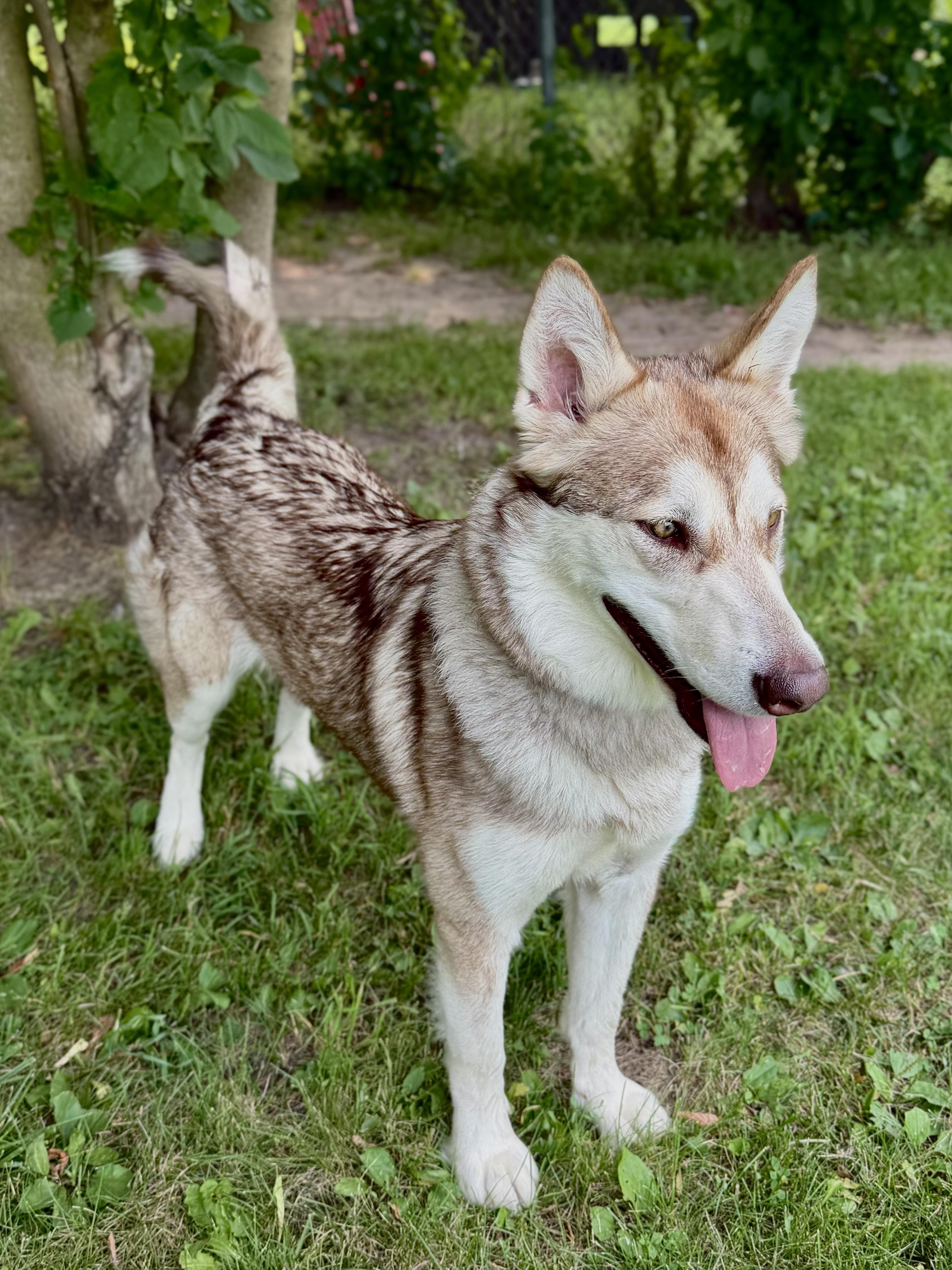 Enlarge Anastasia, a ADOPTABLE mixed breed in Midland, MI image 3/3