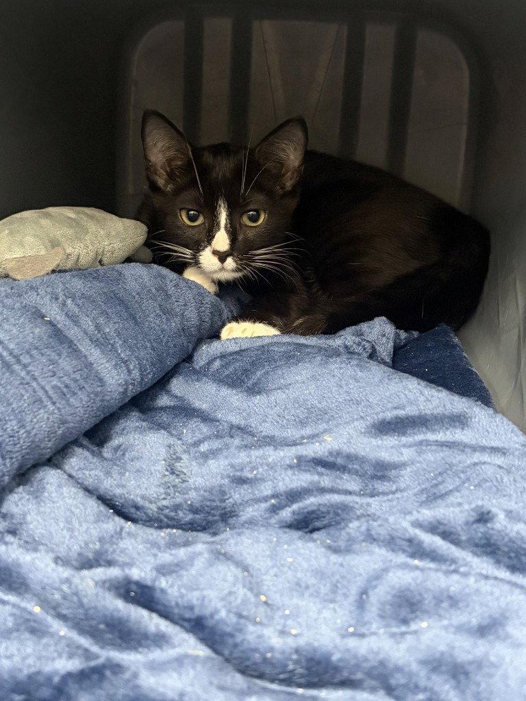 CA 132 Mary, Adoptable, Kitten Female Domestic Short Hair.