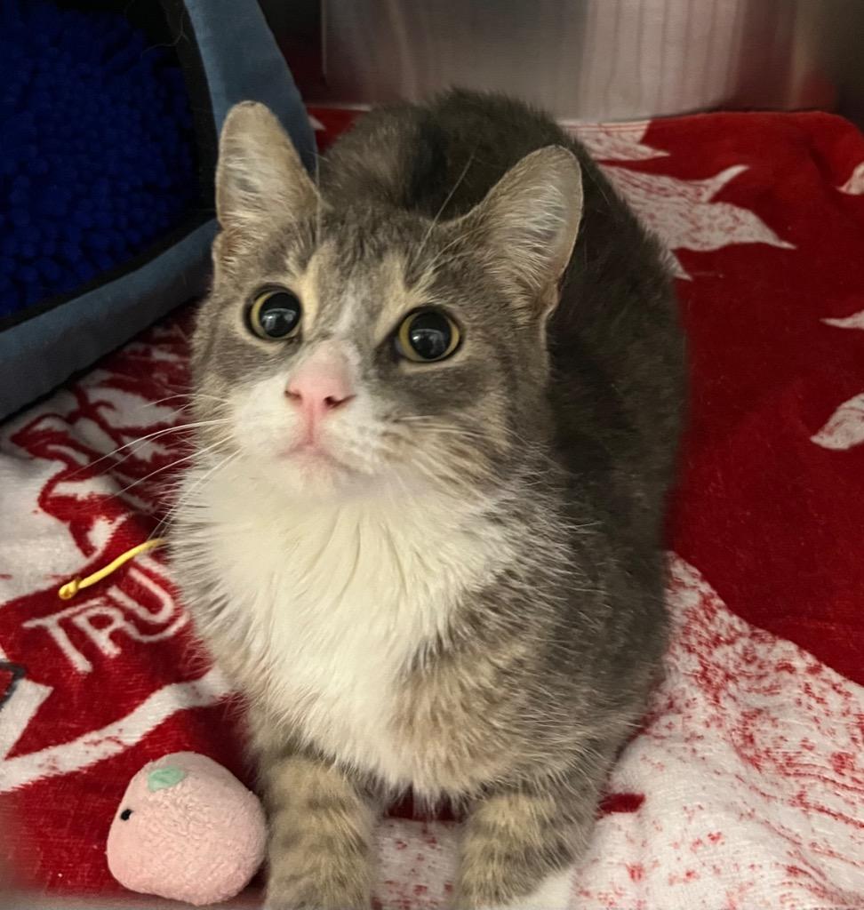 Tulip, Adoptable, Young Female Domestic Short Hair.