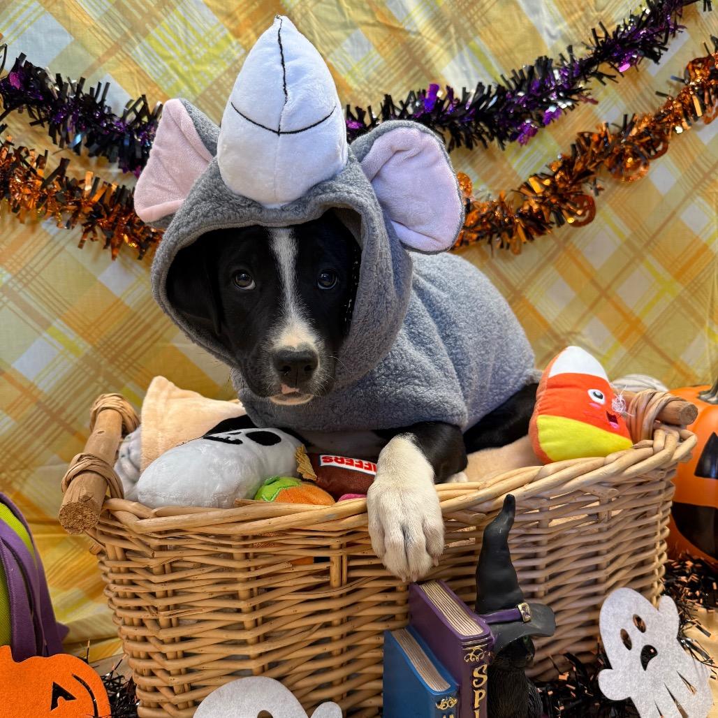 Enlarge Remy, a Adoptable mixed breed in Santa Barbara, CA image 1/1