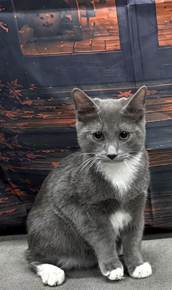 Whiskers, Adoptable, Young Male Russian Blue.